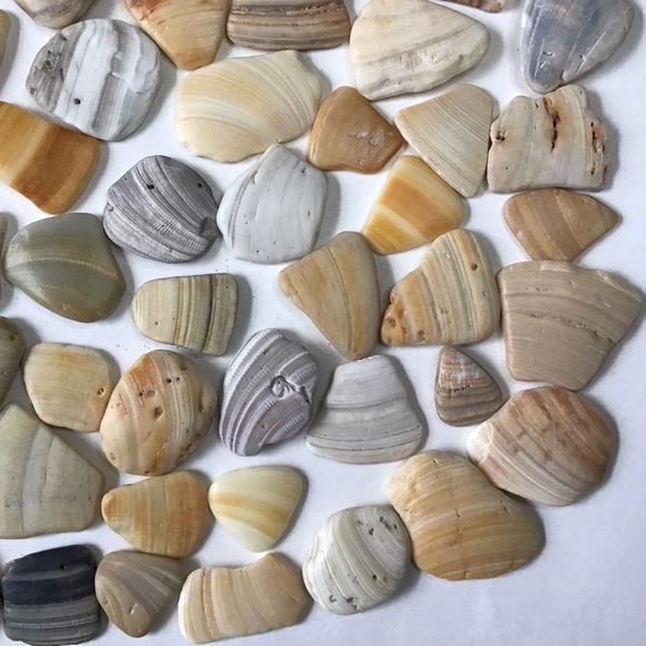 100 Seashell Fragments Smooth Natural Clam Shell Pieces Jewelry Art Crafts Decor - Picture 5 of 6